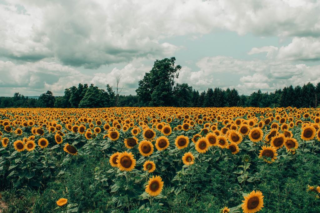 Hudson Valley Cold-Pressed Sunflower Gluten Free Mixes