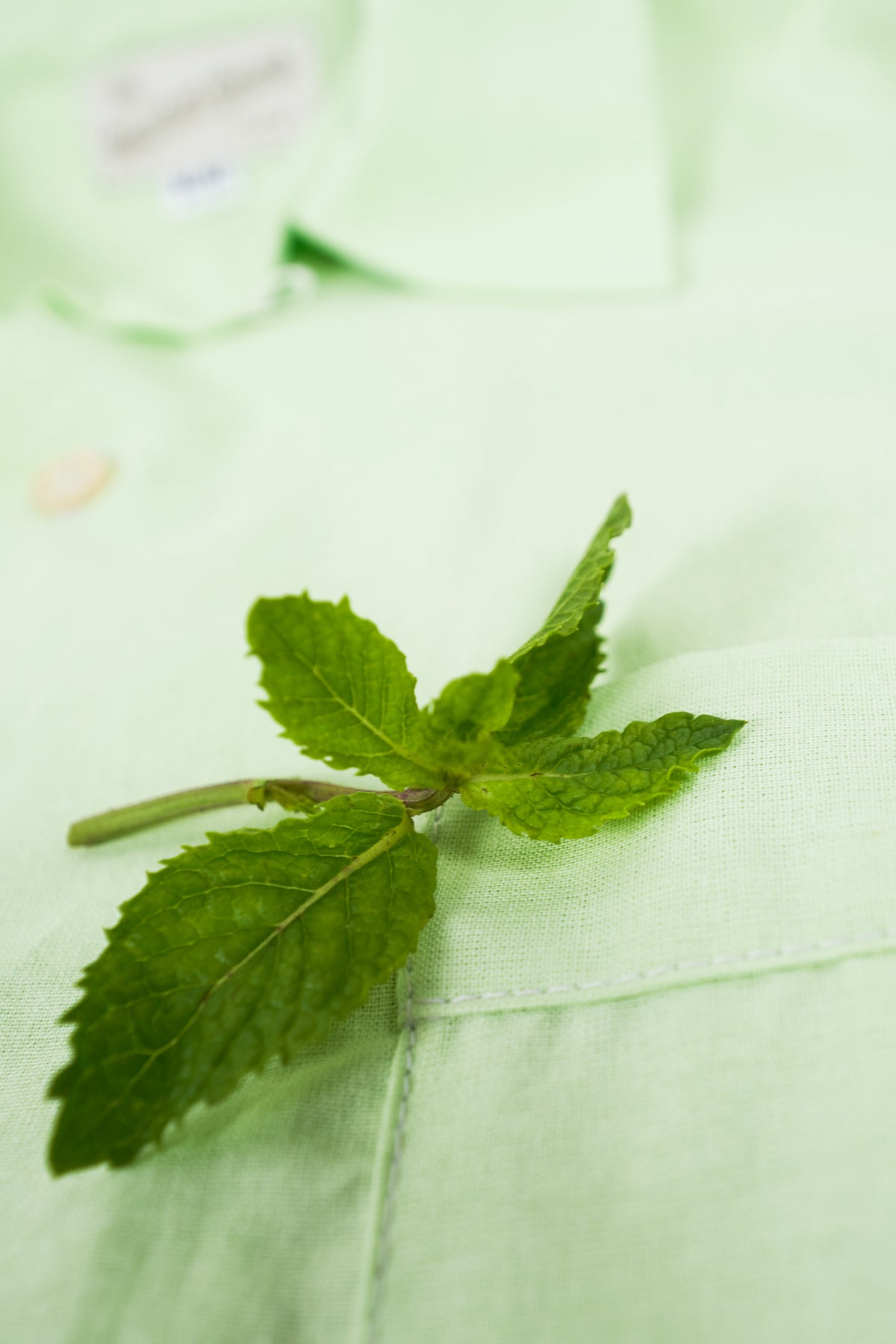 Organic Cotton Poplin Short Sleeve - MINT